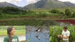 VOS6-1 Full Episode - Hidden Benefits of Farming Kalo