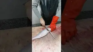 Professional cleaning Tigertooth croaker in Asian style