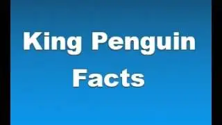 King Penguin Facts - Facts About King Penguins