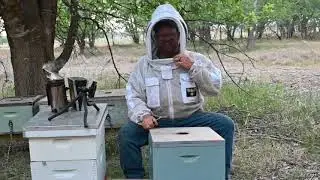 Feral Bee Hive Requeened - and a few face stings!