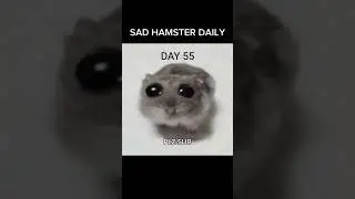 🐹 SAD HAMSTER DAILY -  DAY 55 #hamster #memes #youtube #shorts #like #subscribe #fyp