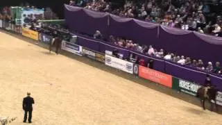 HOYS 2013 Show Pony Championship