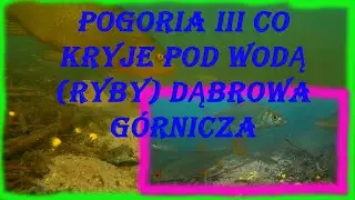 Pogoria III Co Kryje Pod Wodą (Ryby) Dąbrowa Górnicza