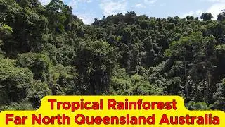 6 mins of Pure, Tropical Gondwana Rainforest - Far North Queensland: DJI FPV