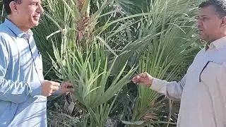 چٹائ اور ٹوکریاں کھجور کی نہیں ہوتی کس پودے سے بنتی ہیں؟ دیکھیں