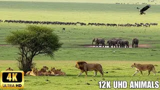 Relax with Beautiful Wild Animals in 4K – Soothing Forest Ambience for Deep Sleep
