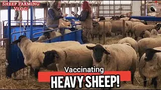 Vaccinating Pregnant Ewes for Healthy Lambing | Daily Sheep Vlog