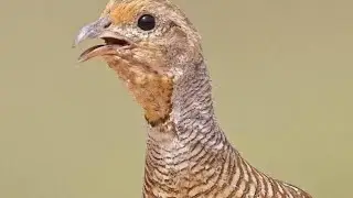 Pak birds#Awesome videoBirds and pets # Francolin voice Teetar sound pk#partridge