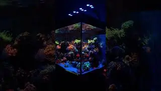 Patience and consistency are the keys to a thriving coral. #maxspect #coralreef #aquariumlight