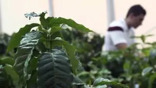 CoffeeRust