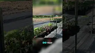 How I make $$$ selling plant starts! 🌱 YT Video is up sharing my exact process for growing &