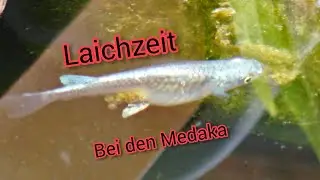 Frohe Ostern - Laichzeit bei den Medakas