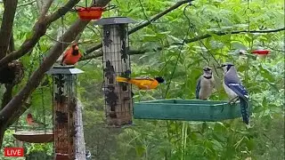 🔴LIVE Cozy Morning Garden Birds: Rose-Breasted Grosbeaks are back!