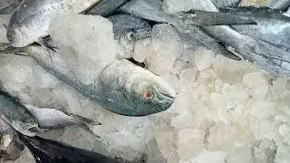 Today special#KMH# fish market# vaniyambalam 