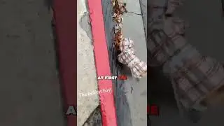 🐶 Dog Finds Money on a Walk #dog #shorts #animals