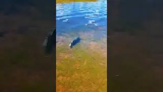 #Kurzvideos #Angeln #Sportfischen #Viralvideo #Angeln #Video #ViralerKurzfilm #ViraleKurzfilme