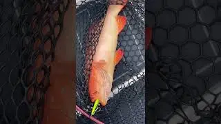 Red Emperor Nannigui Coral trout on vibes Shads Lures Gladstone Qld Australia #lurefishing #fishing