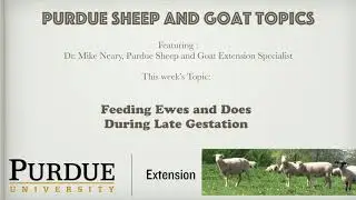 Feeding Ewes and Does During Late Gestation