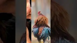 The process of suturing wounds on fighting cocks (Rooster) 🐓👀 #rooster #ayamjago #viral