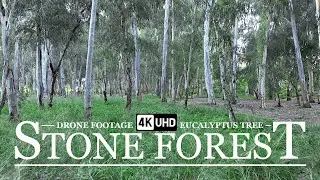 Beautiful Eucalyptus Forest in Tel Aviv. Drone footage 4K. DJI Mini 3 Pro