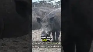 Wild Boar  Europe's Aggressive Beast!