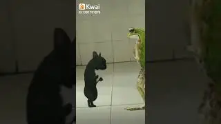 Frog dance