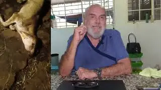 ACERCA DE LA MORTANDAD EN TERNEROS PRESENTE