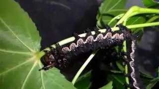 Big fat Citheronia caterpillars! Citheronia azteca