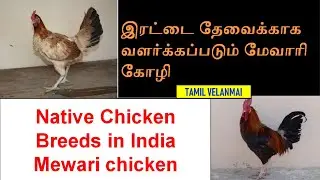 Mewari Chicken || Native Chicken Breed || Desi breed ||  Tamil Velanmai