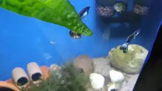 Guppys blue moscow und Goldtigerharnischwelse L134