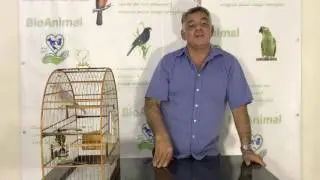 como tratar e criar seu pintassilgo