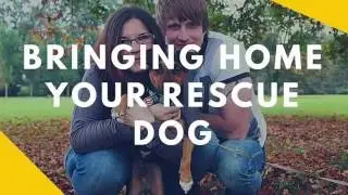 Bringing Home Your Rescue Dog