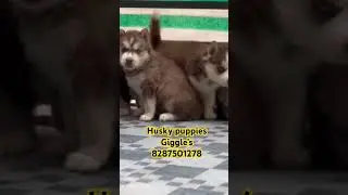 Husky puppies are sale in Delhi Giggle&rsquo;s!#giggles #dog #youtubeshorts #viral #puppy