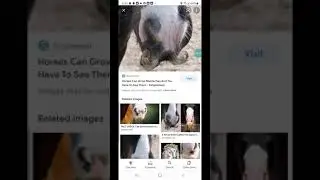 Mandela Effect - horses grow mustaches