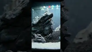 Hardscape #shorts #дизайнаквариума #акваскейп #aquascape #aquariumdesign #boykovstudio