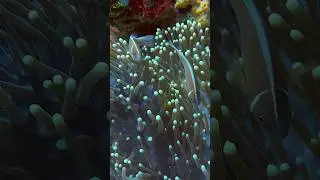 A cousin of the Clownfish, meet the Pink anemonefish ☺️🤩 #bali #scubadiving #scuba