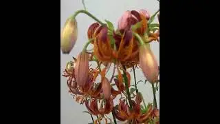 Lilia Martagon złotogł&oacute;w Lilium 'Arabian Knight' 🥀 Zobacz jak wygląda🌱 - CEBULE kt&oacute;re KWITNĄ -
