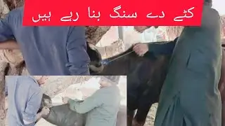 Making Horns for a Calf | Desi Animal Care Tips