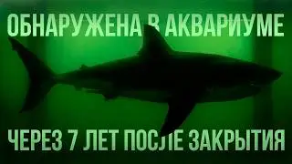 Rosie the Shark: Left to Rot for 7 Years. Great White Shark Tank. Storytime 2