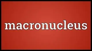 Macronucleus Meaning