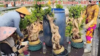 Bonsai Hoa Giấy Mỹ  350k  😊0933368532🌲linhsamnuitraihuonguyetquehongocmaichieuthuykimquytunghoatrang