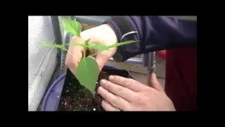 How to transplant pepper plants