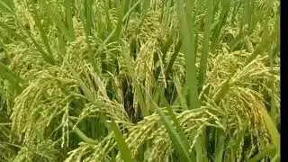 836 haybirit paddy farmer field visit video 
