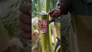 637 coconut toddy tapping great product#natural#fresh#drink
