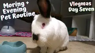 Full Daily Pet Routine | Vlogmas 2020 Day 7