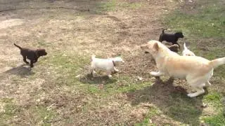 Lab Puppies Playing Outside with Momma