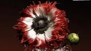 AMAZING ALGORITHMIC GENDER AI GENERATED FLORAL FLOWER DESIGNS-HANNESH HUMMEL @MUSICAL PICSHOTS