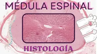 Histología de Médula