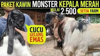 2.500 PAKET KAWIN GRATIS ONGKIR NEGO !!! Kambing PE Kaligesing Setia Farm.