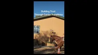 Building Trust Through Canter Transitions Legend Acres